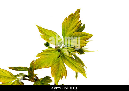 green foliage bush in the spring, on a light not isolated background, closeup Stock Photo