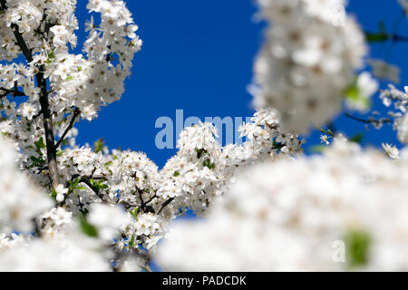 dense inflorescence of white spring cherry flowers in a fruit garden, spring features on nature, closeup against a blue sky Stock Photo