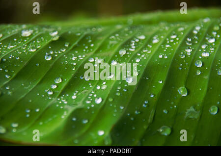 Close up of dewdrop on banana leaves in sunrise morning outdoor. Stock Photo