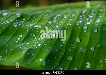 Close up of dewdrop on banana leaves in sunrise morning outdoor.