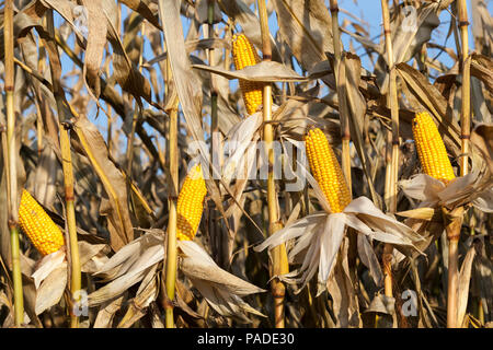 ripe yellow corn, which began to harvest at the end of the autumn period, close-up, on the cob there are black spots of mold and decay because there w Stock Photo