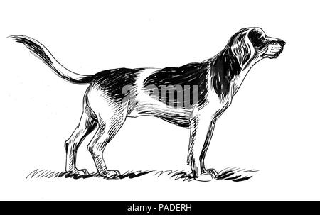 Standing hunting dog. Ink black and white drawing Stock Photo