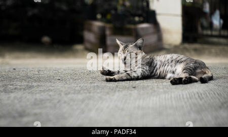 Tabby cat lying down and sleeping on the floor, selective focus. Stock Photo