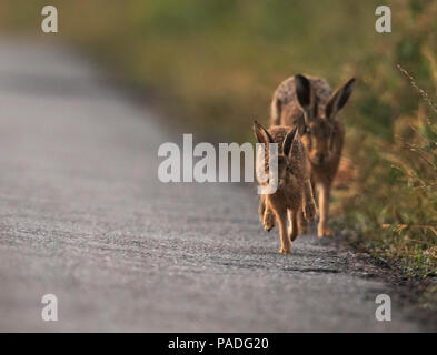 A leveret gives it's mother brown hare (Lepus europaeus) the runaround on a deserted country lane, Gloucestershire Stock Photo