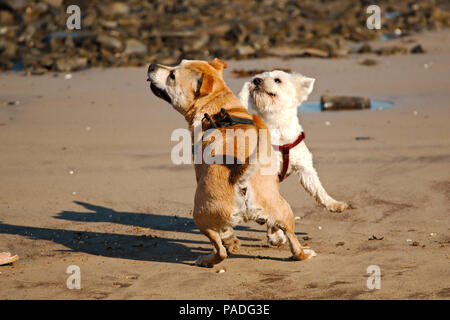 Two dogs playing on a beach looking in anticipation of something about to happen Stock Photo