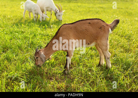 Young goat kids grazing, eating grass on sun lit meadow. Stock Photo