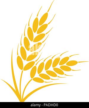 vector bunch of wheat or rye ears with whole grain and leaves, yellow crop harvest symbol or icon isolated on white background Stock Vector