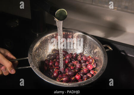Ripe fresh red gooseberries washed in water running from faucet into shiny metal colander and in black kitchen sink. Boy's hand is holding the colland Stock Photo