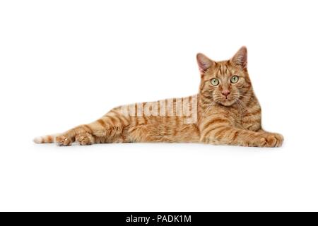 Cute ginger cat lies on the ground and looking to the camera - Side view isolated on white. Stock Photo