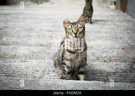 street cat sitting in the stairwell Stock Photo