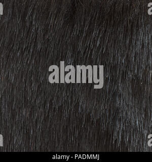 Black black fur texture Stock Photo