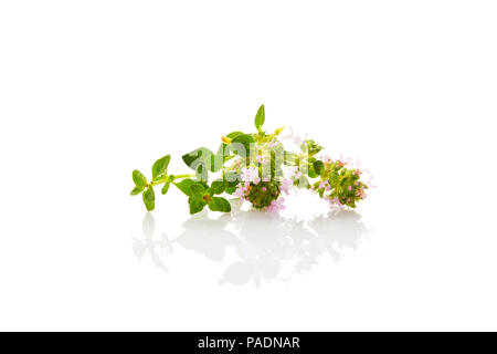 Wild thyme flowers with leaves isolated on white background. Stock Photo