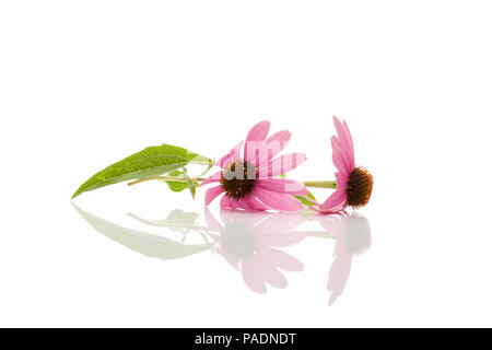 Echinacea flower and leaves isolated on white background. Stock Photo