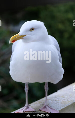 Adult European Herring Gull standing in garden Stock Photo