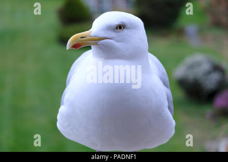 Adult European Herring Gull standing in garden Stock Photo