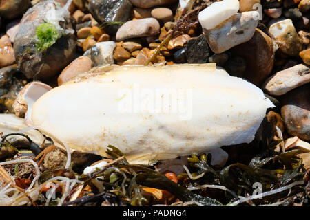 Cuttlefish bone washed up on beach Stock Photo