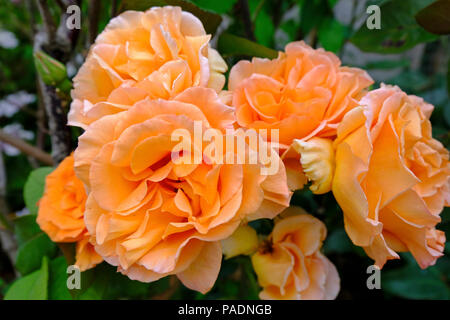 Apricot coloured roses in bloom in summer (variety unknown) Stock Photo