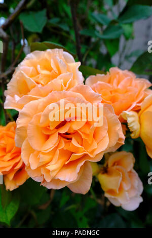 Apricot coloured roses in bloom in summer (variety unknown) Stock Photo