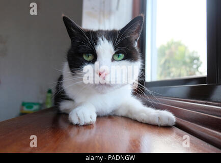 Low angle view of black and white cat (Felis catus) lying on wooden windowsill Stock Photo