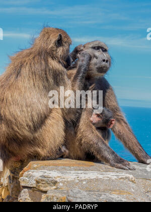 Cape Baboons grooming each other  on stone wall at Cape of Good Hope Nature Reserve. Stock Photo