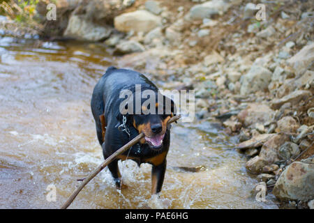 Rottweiler Swimming At Lake, Dog Swimming Action Photos Stock Photo
