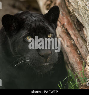 Stunning portrait of black panther panthera pardus in colorful landscape Stock Photo