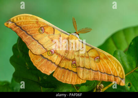 Japanese Oak Silkmoth - Antheraea yamamai, large yellow and orange moth from East Asian woodlands. Stock Photo