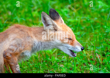 Close up shot of a young sneezing fox Stock Photo