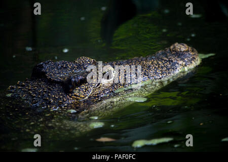 An adult crocodile lurking just above the water level with both eyes visible Stock Photo