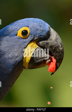 Hyacinth Macaw - Anodorhynchus hyacinthinus, beautiful large blue parrot from South American forests, Amazon basin. Stock Photo