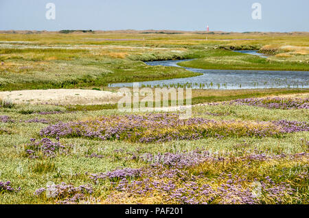 Colorful images with fields of sea lavender and other wildflowers, tidal creeks and patches of sand in National Park Dunes of Texel in the Netherlands Stock Photo