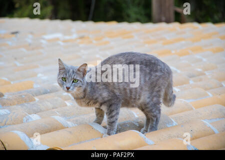 A grey cat on top of a tile roof Stock Photo