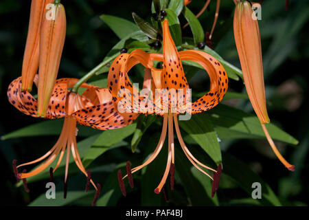 The Tiger Lily or Lilium lancifolium in the early morning sun. It bears large fiery orange flowers covered by spots. Stock Photo