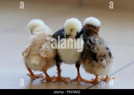 Three little chicks stand together Stock Photo