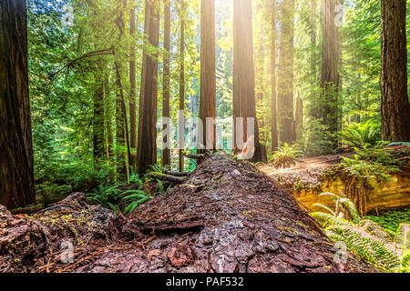 Fallen Redwood Tree in Northern California Forest, Color Image Stock Photo