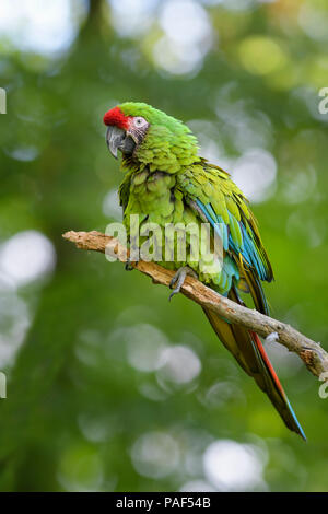Military Macaw- Ara militaris, large beautiful green parrot from South America forests, Argentina. Stock Photo