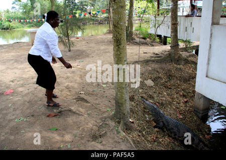 African woman lures a large crocodile out of the water underneath a