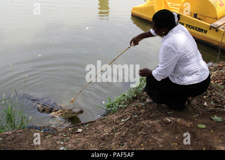African woman lures a large crocodile out of the water near Cape