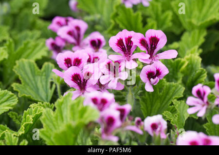 Pelargonium 'Orange Fizz'. Scented leaf Geranium. Stock Photo