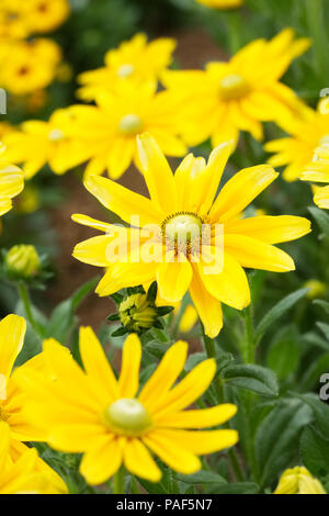 Rudbeckia hirta 'Prairie Sun' flowers. Stock Photo