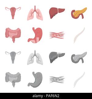 Intestines, stomach, muscles, spine. Organs set collection icons in cartoon,monochrome style vector symbol stock illustration . Stock Vector