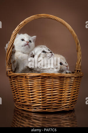 group of white beautiful fluffy little kittens scottish fold, in basket on brown background Stock Photo