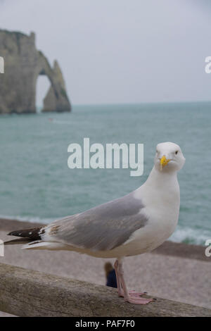 Etretat, Normandy, France. A seagull with the famous cliffs in the background. Stock Photo