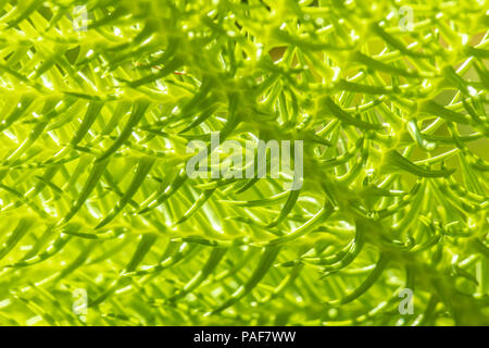 Green Thuja Tree Branches Background. Natural Needles Backdrop, Bright  Evergreen Texture Stock Photo, Picture and Royalty Free Image. Image  86204013.