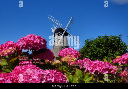 Flowers at Whitburn windmill, Sunderland, as the hot weather continues. Stock Photo