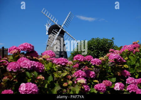Flowers at Whitburn windmill, Sunderland, as the hot weather continues. Stock Photo