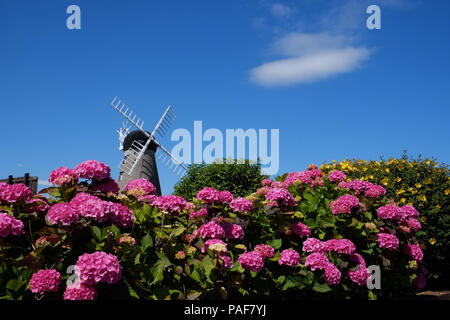 Flowers at Whitburn windmill, Sunderland, as the hot weather continues. Stock Photo