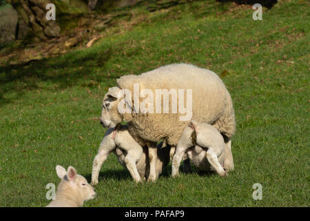 Woolly Ewe feeding two hungry young Lambs. Stock Photo