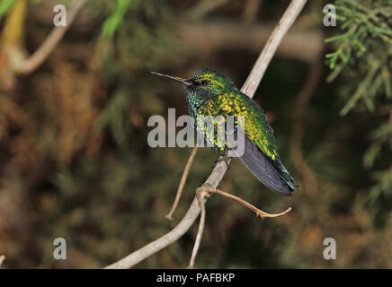 Western Emerald (Chlorostilbon melanorhynchus) adult male perched on twig  Quito, Ecuador                             February Stock Photo