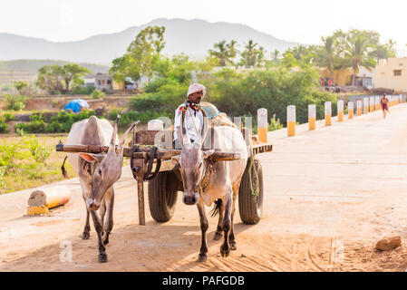 PUTTAPARTHI, ANDHRA PRADESH - INDIA - JULY 22, 2017: Indian bulls in harness. Copy space for text Stock Photo